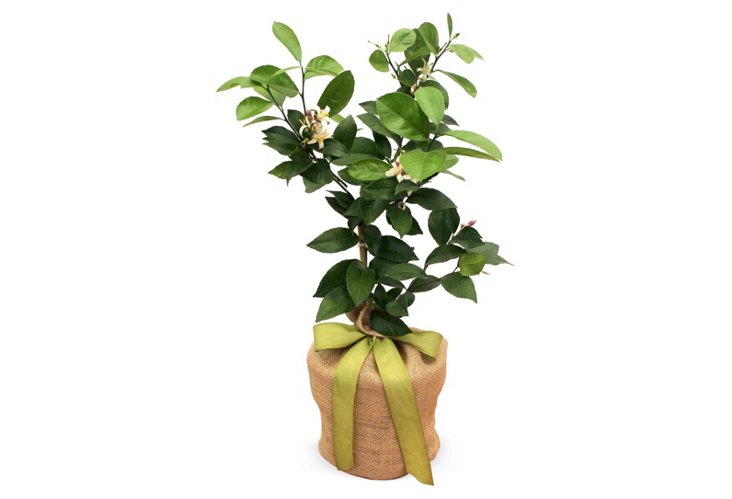 Currently Coveting: Lemon Tree