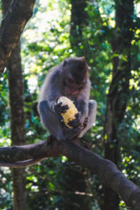 Sacred Monkey Forest, Ubud